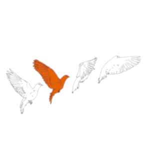 Sanatsal Dokunuşlar | Erin İlkcan Aslan'in How I feel different, Doves isimli Dijital Baskı çalışması