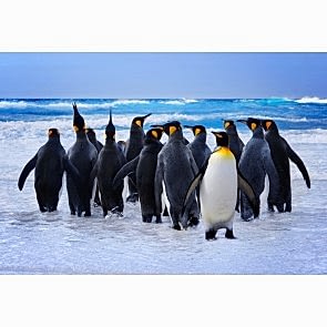 Penguenler