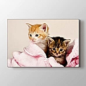 Kedi Yavruları - Vahşi Yaşam Duvar Dekor Kanvas Tablo