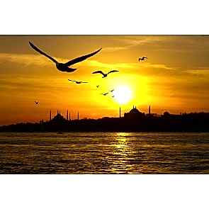 İstanbul Martıları