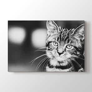 Tatlı Kedi Tablosu | At Tabloları