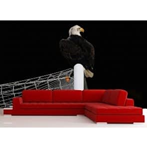 Kartal Kondu Beşiktaş Çarşı Duvar Kağıdı Önizleme