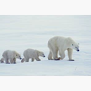 Aile